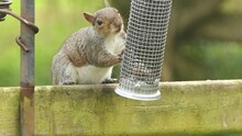 Grey Squirrel Searching For Food In A Bird Feeder