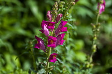 Antirrhinum Majus Snapdragon Flowers In The Garden, Zavet, Bulgaria  