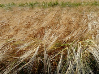 Gold corn in sunny day