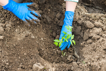 Woman planting a tomato seedling in the vegetable garden. Planting a tomato seedlings in the soil