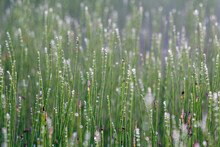 Horsetails With Morning Dew