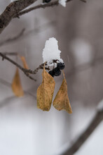 Snow On Withered Berries And Leaves