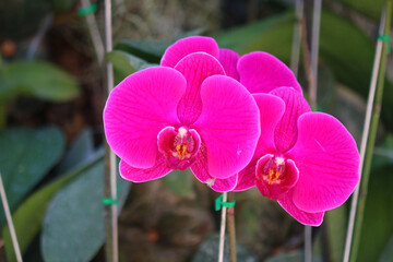 Wall Mural - pink orchid flower in garden