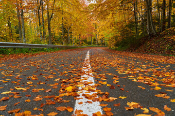 Wall Mural - Road through autumnal forest