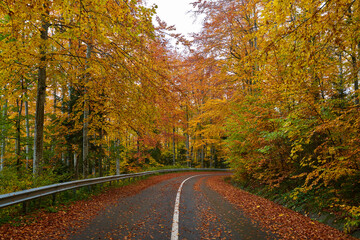 Wall Mural - Road through autumnal forest