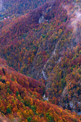 Wall Mural - Vibrant forests on mountain