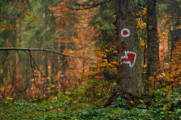 Wall Mural - Vibrant forests on mountain