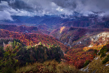 Wall Mural - Vibrant forests on mountain