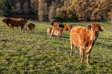 Poster - Varetz (Corrèze, France) - Vaches dans la campagne limousine en automne