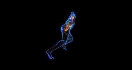 Wall Mural - Human anatomy, internal organs of a human body, running position, 3d animation