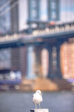 Fototapeta Nowy Jork - lower manhattan new york city panorama