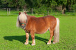 © Composer - Curious ponny on the paddock