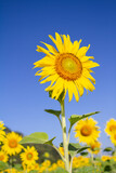 Fototapeta Kwiaty - Sunflower with blue back of the sky