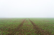 Path on the meadow dissaper in fog