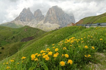 Summer scenery of majestic Pass Sella with lovely wild flowers blooming on green grassy foothills of rugged Sassolungo-Sassopiatto mountain peaks under moody cloudy sky in Dolomiti, South Tyrol, Italy