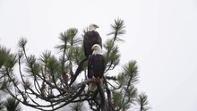 2 Eagles Looking Over Coeur D'Alene Lake In A Ponderosa Pine Tree