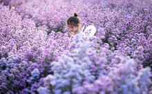 Cute Little Girl Smelling Flowers And Wear A Magic Ballet Fairy Costume In Beautiful Purple Of Margaret Flowers Field.