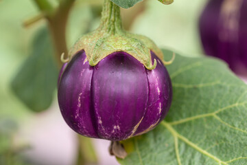 Wall Mural - Close up purple type of eggplant in a garden.Fruit of the Thai eggplant.