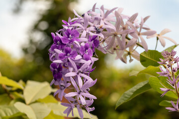 Wall Mural - Selective focus Petrea volubilis flower in a garden.Commonly known as purple wreath, queen's wreath, sandpaper vine, and nilmani.