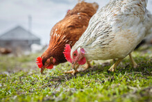 Chickens In Yard Graze, Poultry Farm