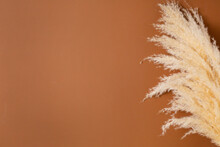 Dry Pampas Grass Reeds Agains On Brown Orange Background. Minimal, Stylish, Trend Concept. Copy Space. Trend Color 2021.