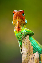 Green Garden Lizard Showed Up For A Photoshoot, Resting In A Wooden Pole, Curious Lizard Looking At Camera Wondering Head High, Arrogant And Stubborn Attitude, Colorful Changeable Bright Gradient Skin