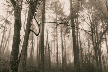 Poster - 2020-12-13 THE FOREST ON MERCER IALND IN A THICK FOG IN BLACK AND WHITE