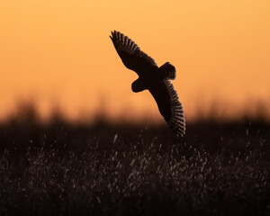 Wall Mural - Short Eared Owl hunting over the Prairie