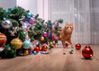 © shara - Fault of the pet cat - fallen Christmas tree. Ruins and the end of Christmas. fear of punishment. broken balls on the floor. Ginger cat hide behind the tree
