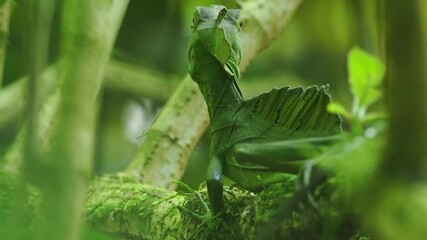 Wall Mural - Green Basilisk - Basiliscus plumifrons also called the green basilisk, the double crested basilisk, or the Jesus Christ lizard, species of lizard in the family Corytophanidae