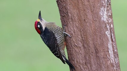 Wall Mural - Black-cheeked Woodpecker - Melanerpes pucherani resident breeding bird from southeastern Mexico south to western Ecuador. Woodpecker is making nesting hole by the pecking to the wood trunk. 