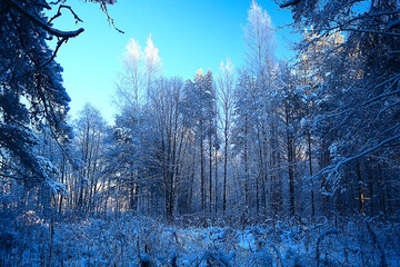 winter forest landscape covered with snow, december christmas nature white background