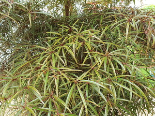 The leaves of the benjoin are purple-red-slightly dark green, the middle of the leaves are red. Dark long petiole Scientific name Terminalia sp Family name COMBERTACEAE Planted as an ornamental plant.