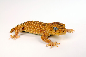 Wall Mural - Centralian rough knob-tailed gecko // Australischer Knopfschwanzgecko (Nephrurus amyae)