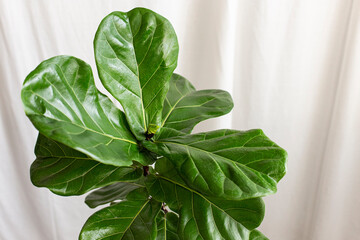 Scandinavian Decor style Plant Green Leaf.Fiddle Leaf Fig Tree.