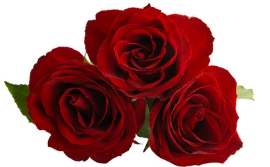 Poster - bouquet of red roses isolated