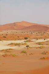 Wall Mural - Namib desert