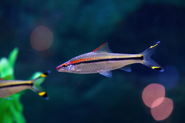 Barbus Denisoni fish in the aquarium. (Sahyadria denisonii Day). Freshwater aquarium