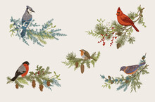 Winter Birds. Set. Decorative Compositions. Vector Vintage Illustration. Colorful