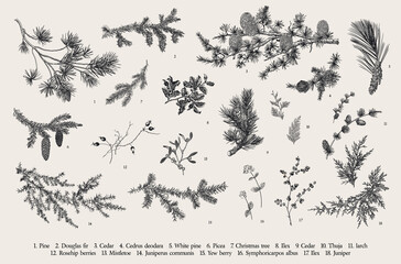 winter set. evergreen, cone, berries. botanical vector vintage illustration. black and white
