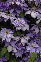 Wall Mural - Lilac flowers of clematis close-up. Vintage photo.