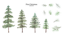 Conifer And Pine Branches Watercolor Isolated Set