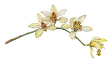 Blooming Yellow Orchid. Botanical Illustration Painted In Watercolor