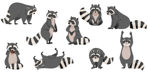 Wall Mural - funny raccoon with dexterous front paws and ringed tail vector set