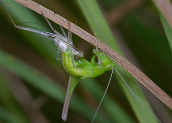 Wall Mural - Imago of a grasshopper hatching from its old skin