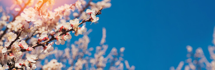 Wall Mural - Blooming tree brunches on the background of blue sky.