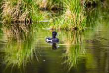 Ring Necked Duck Floating In Pond