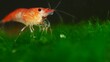 © M-Production - Shrimp in freshwater aquarium. Neocaridina davidi or Rili shrimp.