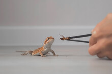 Baby Of Bearded Agama Dragon Is Eating Insect Cockroach At Home. Woman's Hand Is Feeding Agama From Tweezers On Floor. The Content Of The Lizard At Home.