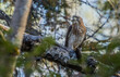 coopers hawk feeding on mouse